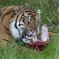 Sumatran tiger enjoys a bloodsicle. Yum.