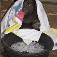 Kyle the orangutan keeps cool