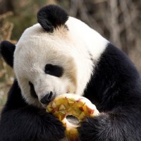 Tian-Tian enjoys a fruitsicle