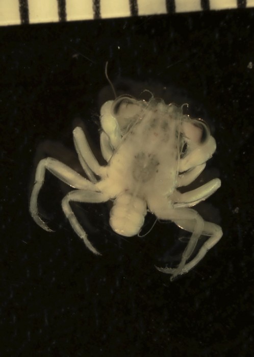 Post-larval crabs, known as megalopae, actively select and settle into nursery habits such as mangroves and marshes. The black marks at the top are millimeter marks on a ruler. (Cora Johnston)