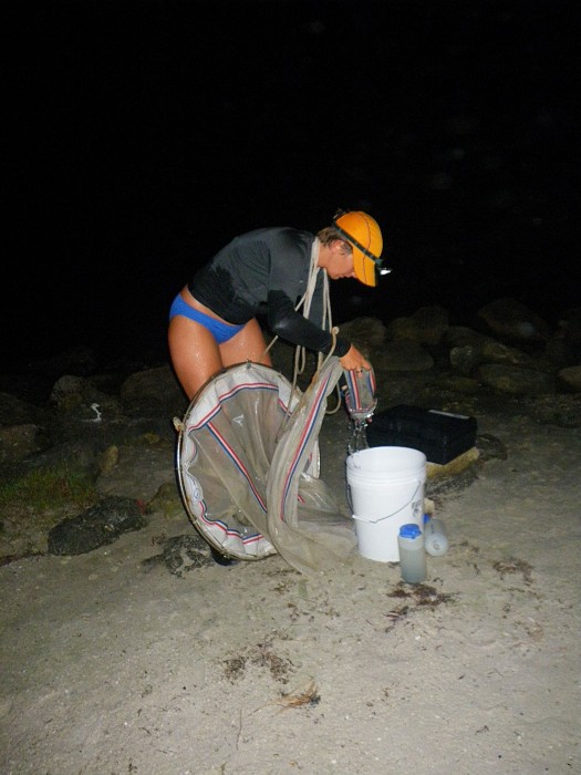 Ecologists use plankton nets to collect speck-sized larval crabs as they ride the tide into coastal ecosystems. (Emily Dark)