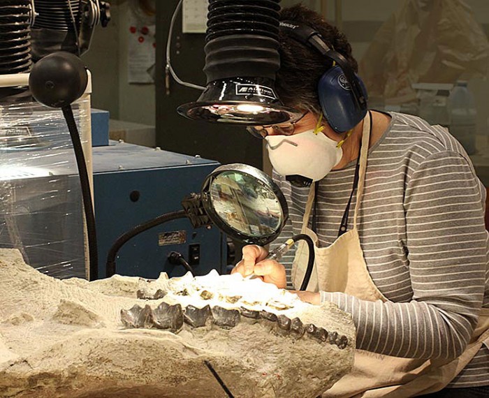 Lynn Russo uses an air scribe to remove rock from a fossil brontothere skull. Brontotheres were rhinoceros-like relatives of horses and tapirs that became extinct about 35 million years ago.  This fossil was found in South Dakota.