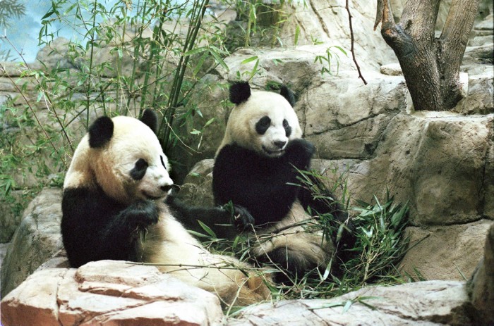 Giant pandas Mei Xiang (female) and Tian Tian (male) in their new home in the National Zoological Park's Panda House on the day of their arrival. Both pandas were born at the China Research and Conservation Center for the Giant Panda in Wolong, Sichuan Province, China. (Photo by Jeff Tinsley)