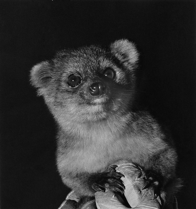 The olinguito (Bassaricyon neblina) came close to being discovered several times during the past century and was even exhibited in zoos. For example, this female olinguito lived in various zoos in the US decades ago. The problem was a case of mistaken identity, which was solved with a decade of detective work by Smithsonian scientist Kristofer Helgen and his team, resulting in the description of a new species. ―photo credit: I. Poglayen-Neuwall