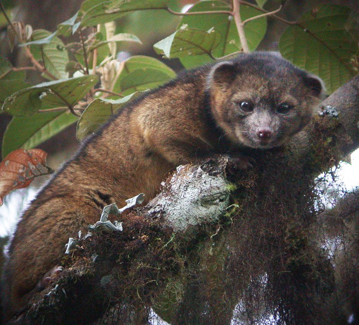 The olinguito (Bassaricyon neblina) is the first carnivore species to be discovered in the Western Hemisphere in 35 years. ― photo credit: Mark Gurney