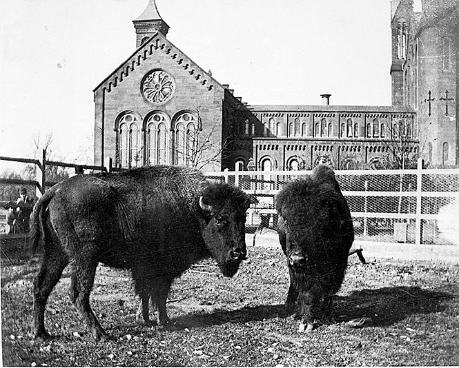 Two bison with Smithsonian Castle in the background
