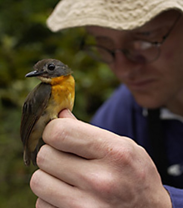 Brian Schmidt, research ornithologist at the National Museum of Natural History, holding an olive-backed forest robin. (Photo by Carlton Ward)