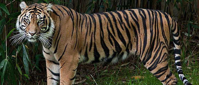 It’s grrrrreat! Two rare Sumatran tiger cubs have been born at the Zoo.