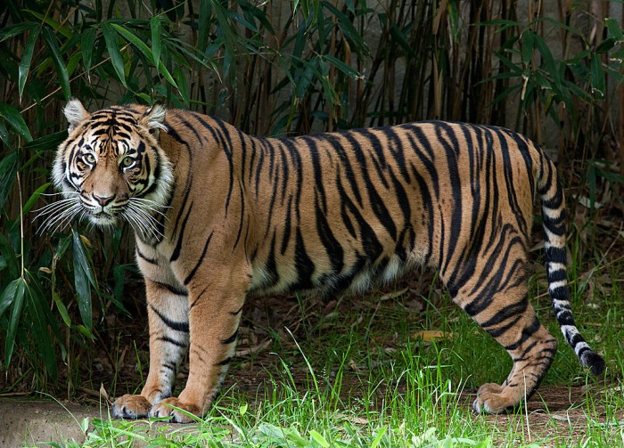 Sumatran tiger Damai at the National Zoo.
