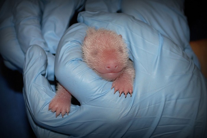 The giant panda cub born 5:32 p.m. August 23 at the Smithsonian's National Zoo received an exam from animal care staff at 8:56 a.m. August 25. The cub weighs 137 grams (about 4.83 ounces). Chief veterinarian Suzan Murray reports that the cub is robust, has a steady heartbeat, a full belly (is nursing well), and has successfully passed fecals. Zoo officials do not yet know the cub's sex. Animal care staff obtained a DNA sample. It will take approximately 2-3 weeks before the sex is known. (Photo by Courtney Janney)