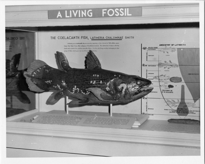 A coelacanth, Latimeria chalumnae Smitha, or living fossil fish on display in the Untied States National Museum. (Photographer unknown)
