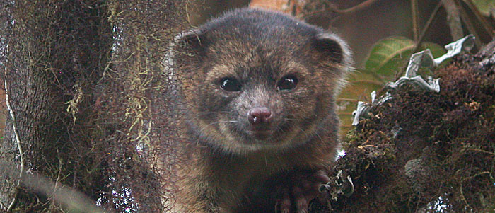 Crowdsourcing the olinguito