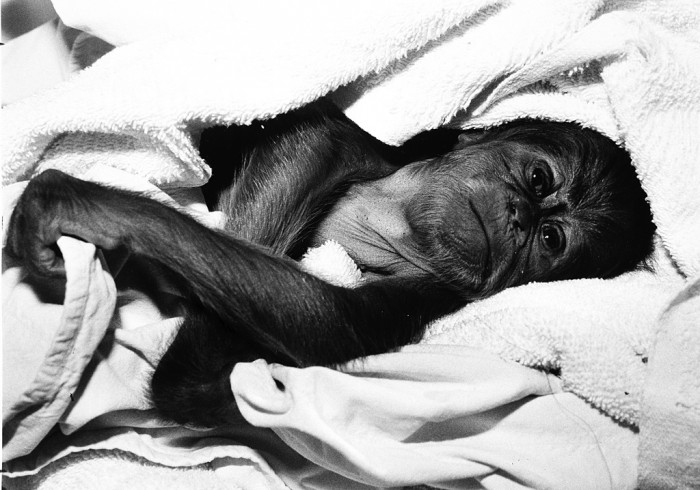 The National Zoological Park's new female baby orangutan, born August 12, 1980. (Photo by Jessie Cohen, as featured in the Torch, September 1980)