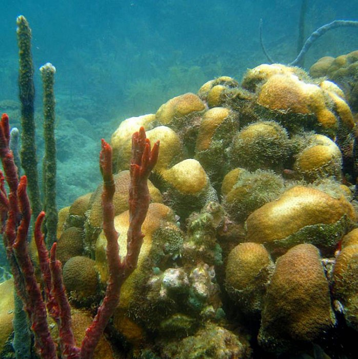 A coral reef near Bocas del Toro, Panama recovers from a mass bleaching event that occurred in the summer of 2010. The tops contain some bleaching, but the sides look healthy.