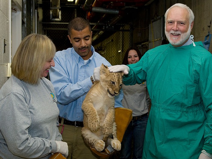 Smithsonian Secretary G. Wayne Clough, right, joins Animal Keeper Karen Abbott, left, and Great Cats Curator Craig Saffoe, center, during one of the Smithsonian's National Zoo's African lion cubs' vet exams. The cub was one of seven born at the Zoo in summer 2010. (Photo by Mehgan Murphy)