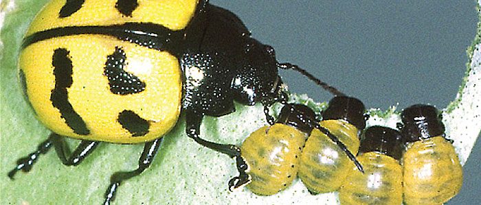 Beetle moms show clear maternal instincts