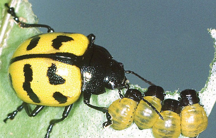 Maternal care providing “Platyphora microspina” in Panama, a female guarding mid-sized larvae (Photo by Donald Windsor)