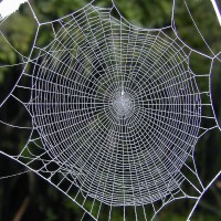 Why don’t spiders stick to their own webs?