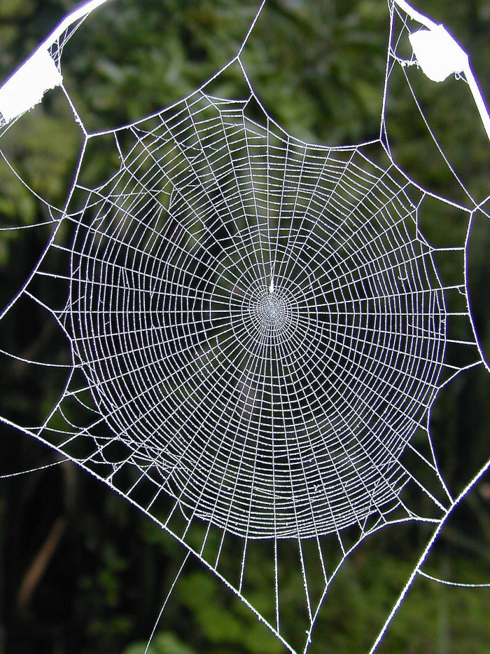 Why don’t spiders stick to their own webs?