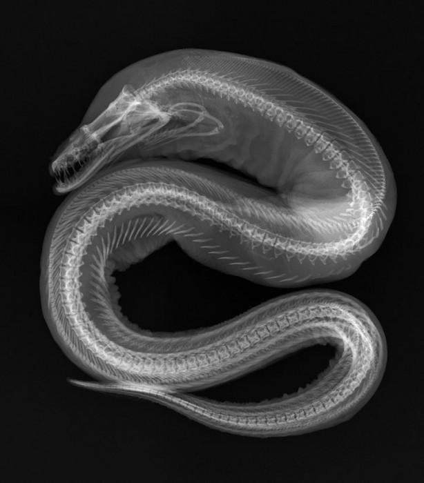 X-ray of of a Moray eel, Enchelynassa canina, courtesy National Museum of Natural History.