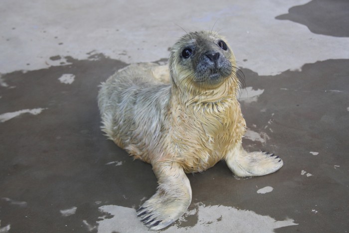Gray seal Rona, born Jan. 21, 2014, at the National Zoo. (Photo by Christina Castiglione)