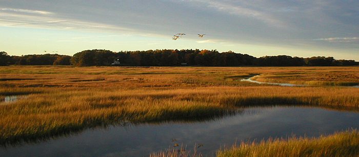 Humans are sinking coastal wetlands