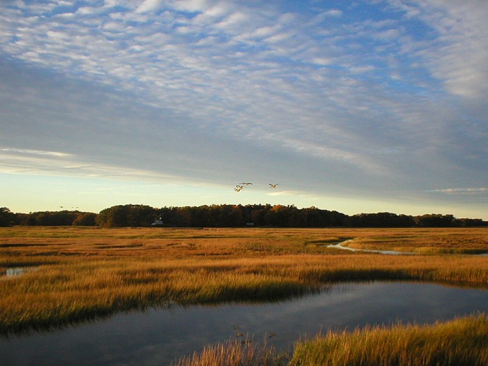 A meandering creek dissects a salt marsh in the Plum Island Estuary in Massachusetts. Some of these marshes formed after European settlement due to sedimentation associated with deforestation. (Photo by Matt Kirwan, Virginia Institute of Marine Science)
