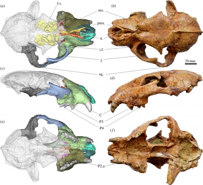 Holotype cranium of P. blytheae, IVPP V18788.1. (a) Three-dimensional reconstruction of cranium, dorsal view. (b) Cranium dorsal view. (c) Three-dimensional reconstruction of cranium, left lateral view. (d) Cranium left lateral view. (e) Three-dimensional reconstruction of cranium, ventral view. (f) Cranium ventral view. f.s., frontal sinus; mx., maxilla; pmx., premaxilla; n., nasal; i.f., infraorbital foramen; j., jugal; sq., squamosal; C, upper canine; P3, upper third premolar; P4, upper fourth premolar (carnassial), P2.a, alveolus of upper second premolar. (Via Proceedings of the Royal Society of Biological Sciences)