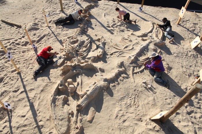 Chilean and Smithsonian paleontologists study several fossil whale skeletons at Cerro Ballena, next to the Pan-American Highway in the Atacama Region of Chile, 2011. (Photo by Adam Metallo)