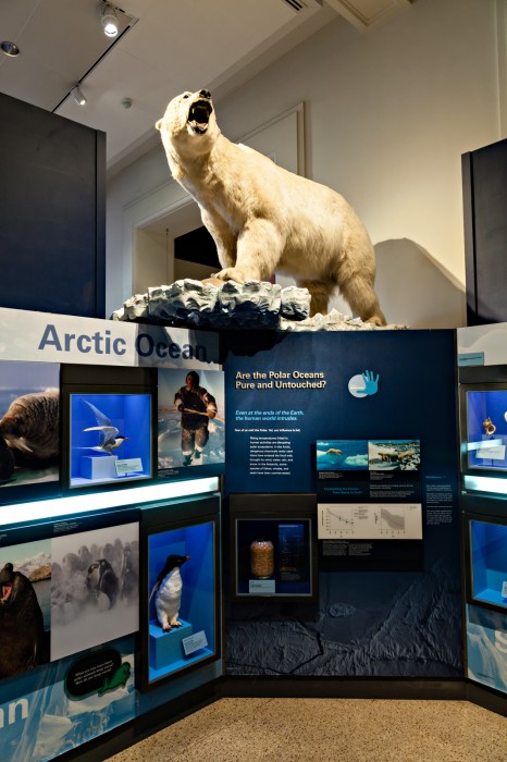 Arctic Ocean polar bear exhibit in the Sant Ocean Hall at the Smithsonian National Museum of Natural History.