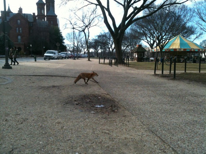 At least one red fox has taken up residence in and around the Haupt and Ripley Gardens. This one was spotted going nonchalantly about her business on the National Mall.