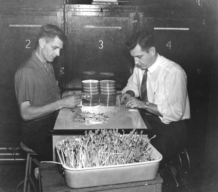 Victor B. Elstad and William H. Klein cutting the hypocotyl hook out of each bean seedling and placing hypocotyl hooks in the Petri dishes that can be seen in the center, ca. 1961.