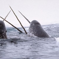 How is the narwhal’s tusk like a human tooth?