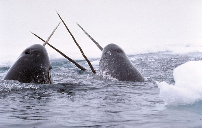 Narwhals "tusking." Photo by Glenn Williams via Wikipedia Commons.