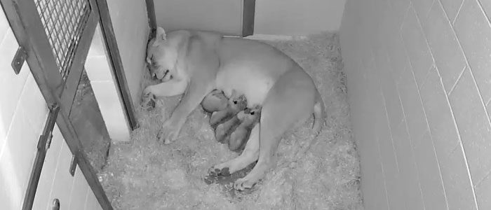 We’re busting with pride over our four new lion cubs