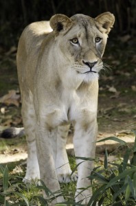 Shera at the National Zoo. (Photo by Mehgan Murphy)