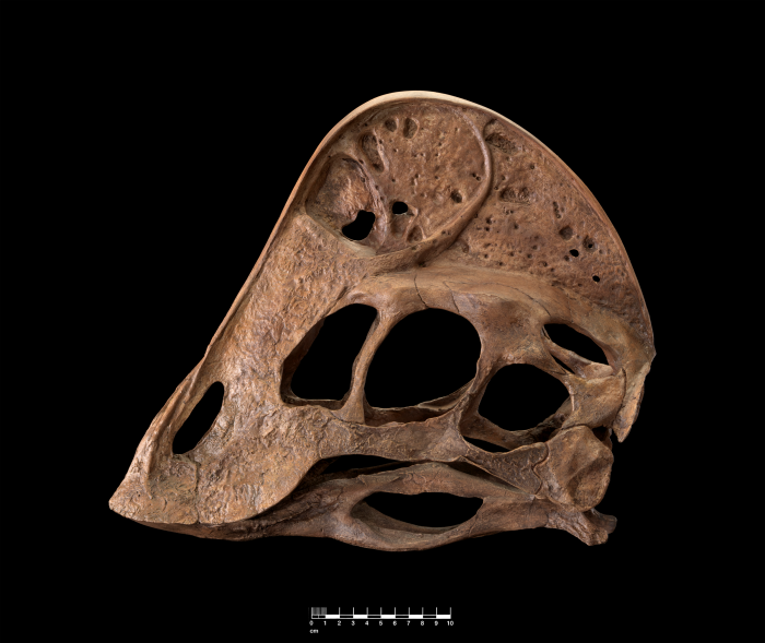 Oviraptorsaur skull