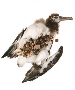 Albatross body with plastic stomach contents