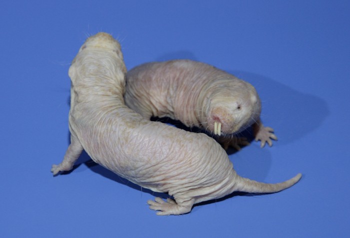 Two naked mole-rats at the Smithsonian’s National Zoological Park. (Photo by Meghan Murphy)