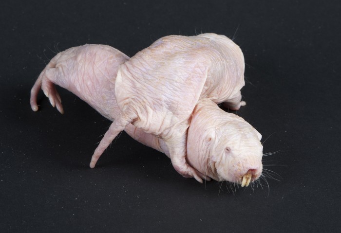 Two naked mole-rats at the Smithsonian’s National Zoological Park. (Photo by Meghan Murphy)