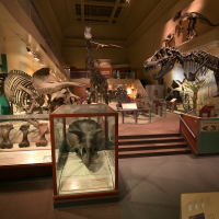 Dinosaur and Fossil Hall, National Museum of Natural History