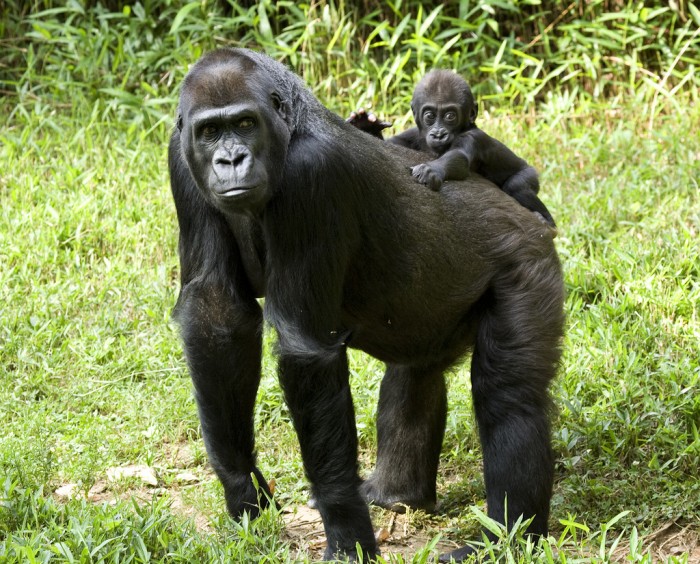 Six-month-old baby Kibibi and mother Mandara in 2009. (Photo by Mehgan Murphy, Smithsonian's National Zoo)