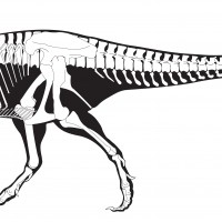 Drawing of T. rex skeleton