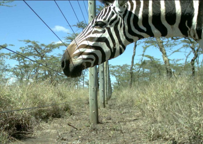 Zebra looking through a fence