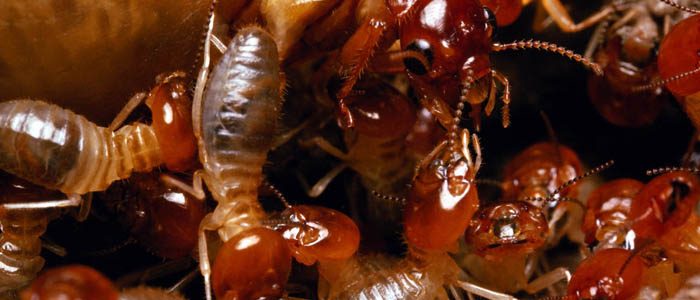 Forget Cheerios for breakfast–termites are delicious and nutritious