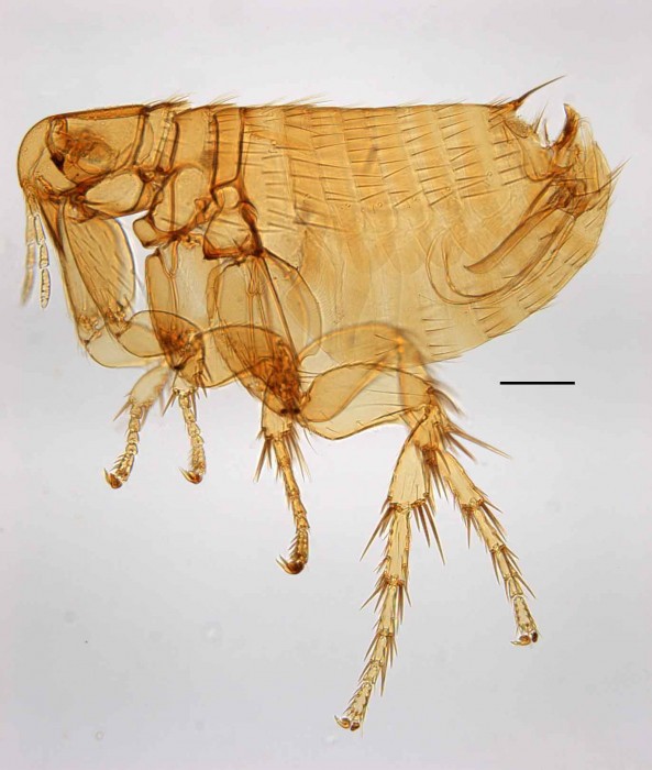 X-ray close-up of a flea