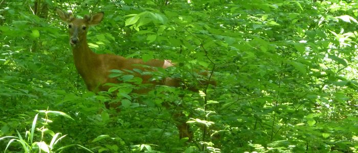 Yes, deer–Herbivores help keep forests healthy