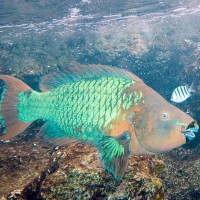 Rainbow parrotfish