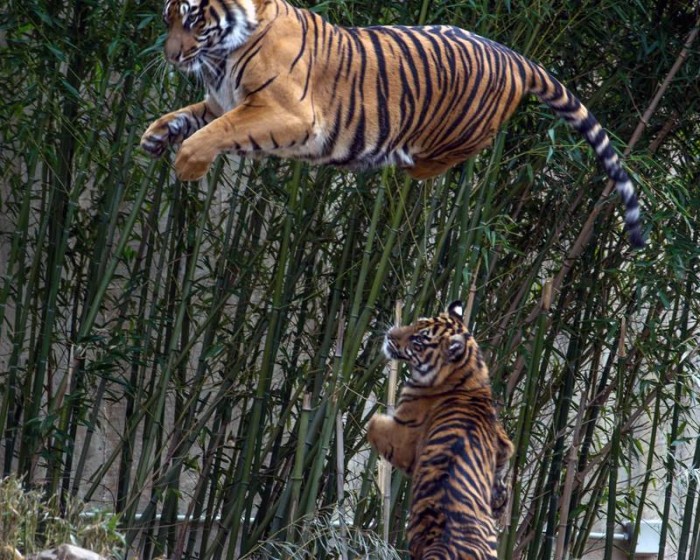 Sumatran tiger cubs, Bandar, Sukacita, Pouncing