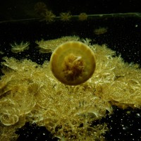 Upside-down jellyfish Cassiopea